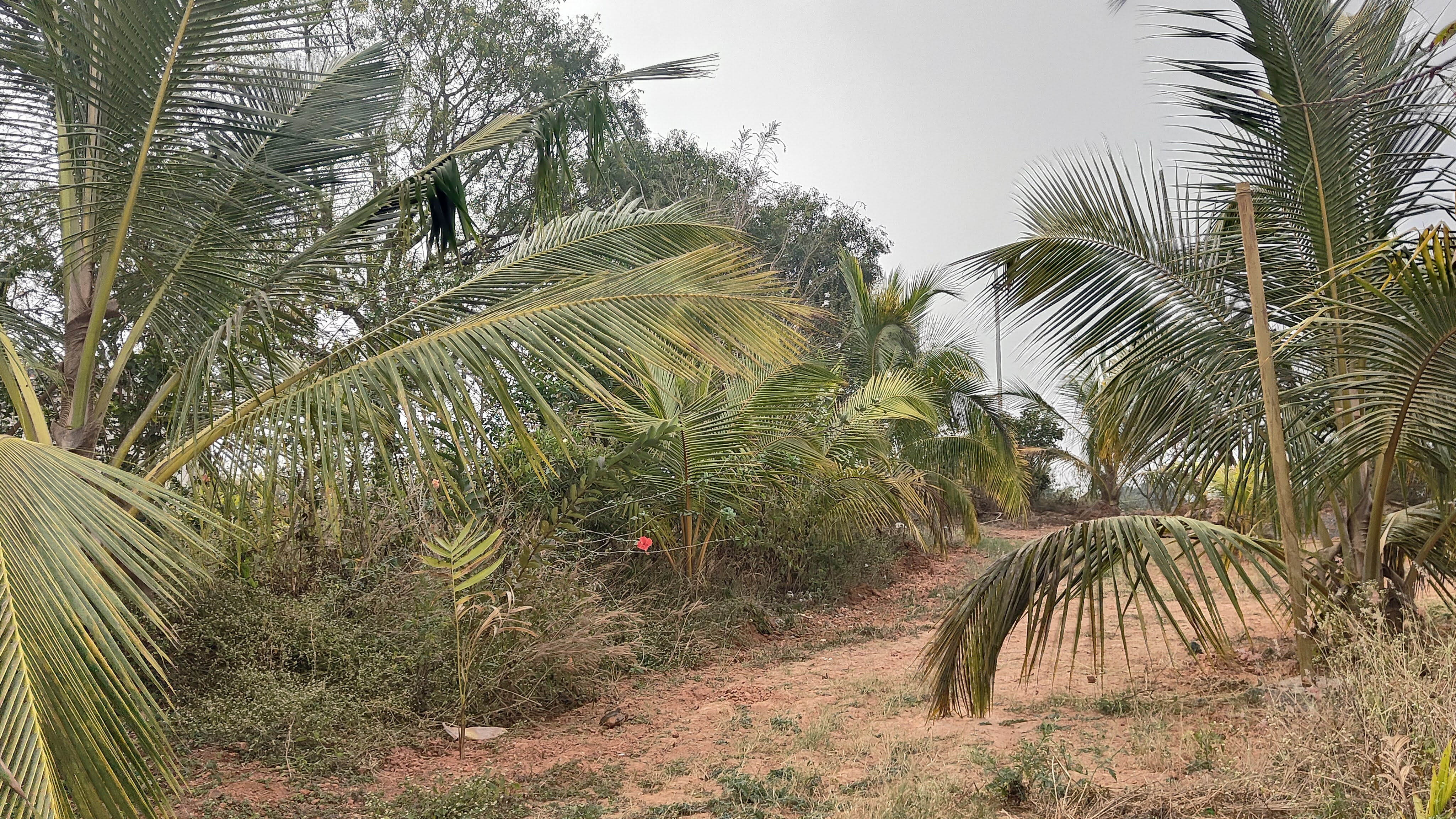 Shri Shirdi Sai Baba Temple