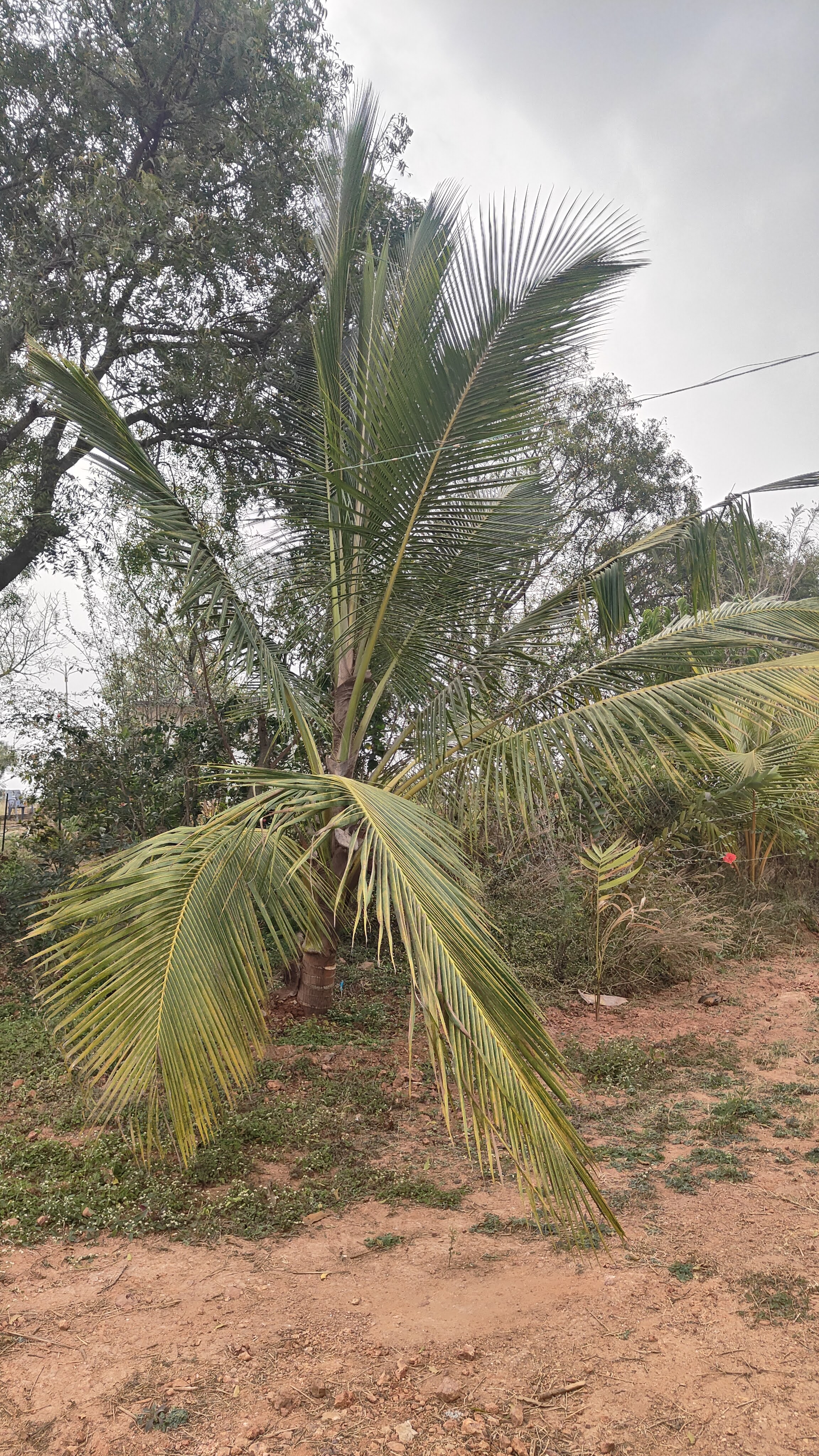 Shri Shirdi Sai Baba Temple